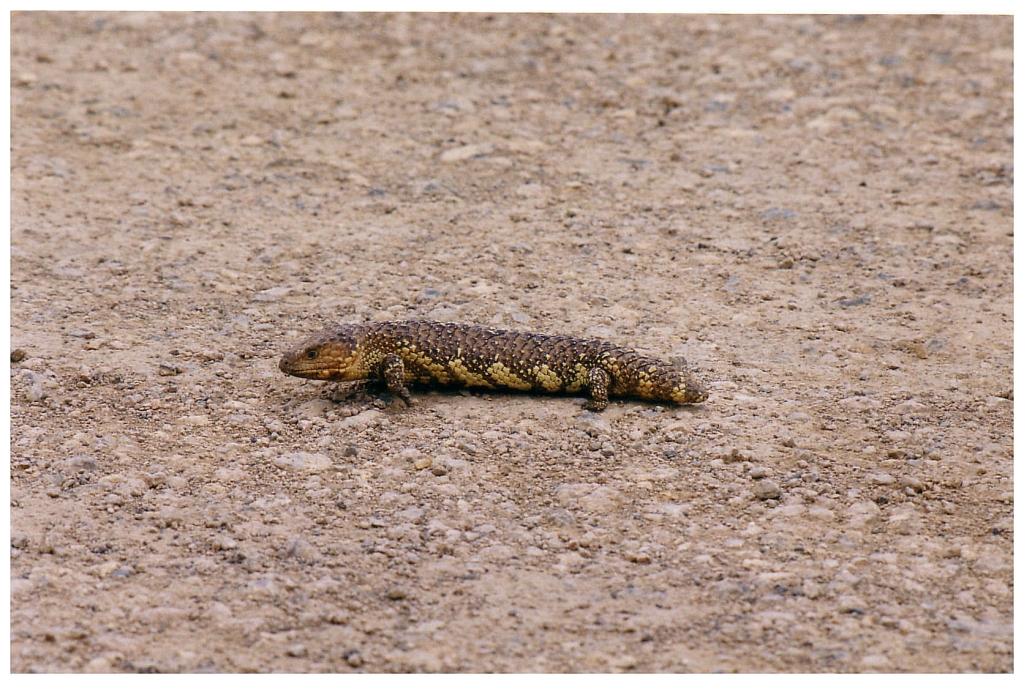 03 - The Flinders Ranges (30).jpg